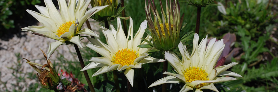 Blumen