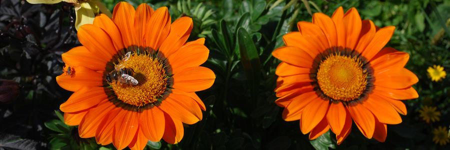 Blumen