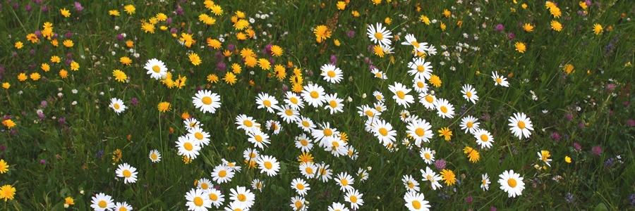 Blumenwiese